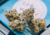 Affordable Cannabis Flower Brands Find Enthusiastic Market Cookies flower Adam Stanzak photo affordable cannabis mg Magazine