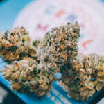 Affordable Cannabis Flower Brands Find Enthusiastic Market Cookies flower Adam Stanzak photo affordable cannabis mg Magazine