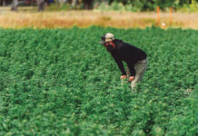 Autoflowering Plants Could Drive Cost-Effective Harvests Autoflowering seeds could drive cost-effective harvests mg Magazine