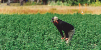 Autoflowering Plants Could Drive Cost-Effective Harvests Autoflowering seeds could drive cost-effective harvests mg Magazine