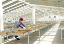 Lessons from Decades of Tobacco Regulatory Fights What cannabis can learn from tobacco regulatory fights hdy1guy mg Magazine