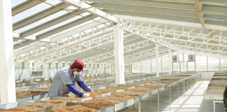 Lessons from Decades of Tobacco Regulatory Fights What cannabis can learn from tobacco regulatory fights hdy1guy mg Magazine