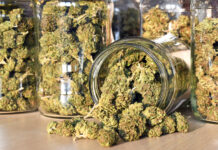 Cannabis Flower Maintains Power in North American Sales cannabis flower in jars photo by Soru Epotok mg Magazine