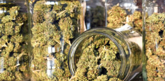 Cannabis Flower Maintains Power in North American Sales cannabis flower in jars photo by Soru Epotok mg Magazine