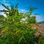 Thailand’s Cannabis History and Modern Evolution Cannabis in Thailand Chiang Mai National Park by thaisign mg Magazine