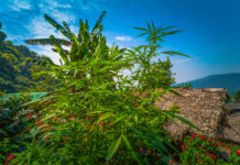 Thailand’s Cannabis History and Modern Evolution Cannabis in Thailand Chiang Mai National Park by thaisign mg Magazine