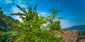Thailand’s Cannabis History and Modern Evolution Cannabis in Thailand Chiang Mai National Park by thaisign mg Magazine