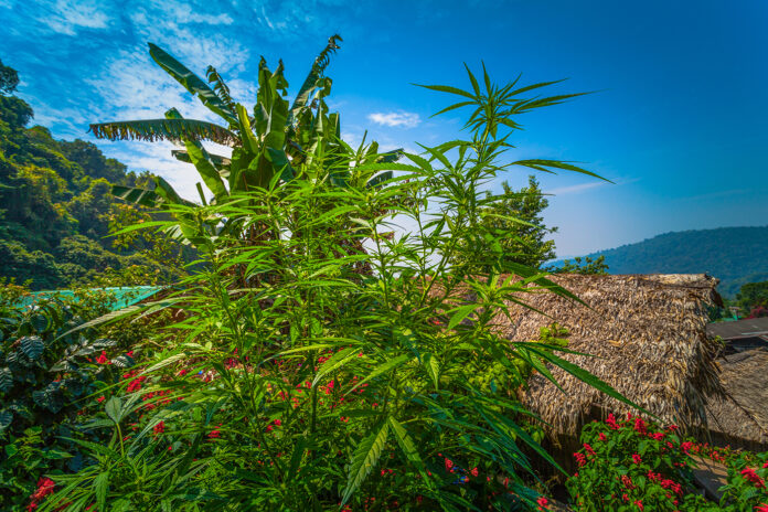 Cannabis in Thailand Chiang Mai National Park by thaisign mg Magazine