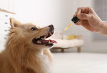 A Veterinarian’s Perspective on Cannabinoids for Pets Cannabinoids for pets photo by New Africa mg Magazine