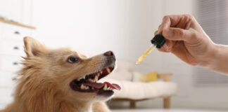 A Veterinarian’s Perspective on Cannabinoids for Pets Cannabinoids for pets photo by New Africa mg Magazine