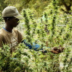 Cannabis Cultivation Salaries See Double-Digit Growth Cannabis Cultivation Salaries See Double-Digit Growth OlliverQueen mg Magazine