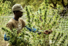 Cannabis Cultivation Salaries See Double-Digit Growth Cannabis Cultivation Salaries See Double-Digit Growth OlliverQueen mg Magazine