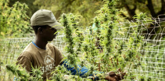 Cannabis Cultivation Salaries See Double-Digit Growth Cannabis Cultivation Salaries See Double-Digit Growth OlliverQueen mg Magazine