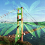 Looking Back on 25 Years of Cannabis Legalization Cannabis legalization San Francisco ShutterstockProfessional illustration mg Magazine