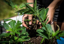 Outdoor Cannabis Cultivation Requires a Special Touch outdoor cannabis cultivation photo by Ryland zweifel mg Magazine