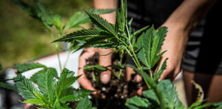 Outdoor Cannabis Cultivation Requires a Special Touch outdoor cannabis cultivation photo by Ryland zweifel mg Magazine