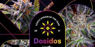 Leafly Announces 2021 Cannabis Strain of the Year leafly 2021 cannabis strain of the year mg Magazine mgretailler