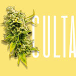 CULTA Wins Prestigious Marketing and Cannabis Awards for Design and Apparel culta mg Magazine mgretailler