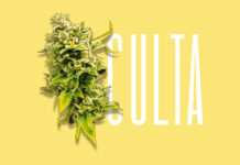 CULTA Wins Prestigious Marketing and Cannabis Awards for Design and Apparel culta mg Magazine mgretailler