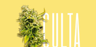 CULTA Wins Prestigious Marketing and Cannabis Awards for Design and Apparel culta mg Magazine mgretailler