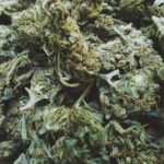 Master Cannabis Cultivator is Preserving An Iconic, Heirloom Strain kush unsplash mg Magazine mgretailler