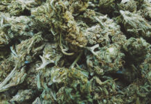 Master Cannabis Cultivator is Preserving An Iconic, Heirloom Strain kush unsplash mg Magazine mgretailler