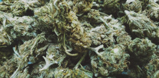 Master Cannabis Cultivator is Preserving An Iconic, Heirloom Strain kush unsplash mg Magazine mgretailler