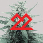 22RED HITS THE SHELVES OF INDUSTRY POWERHOUSE STIIIZY 22 red cannabis mg Magazine mgretailler