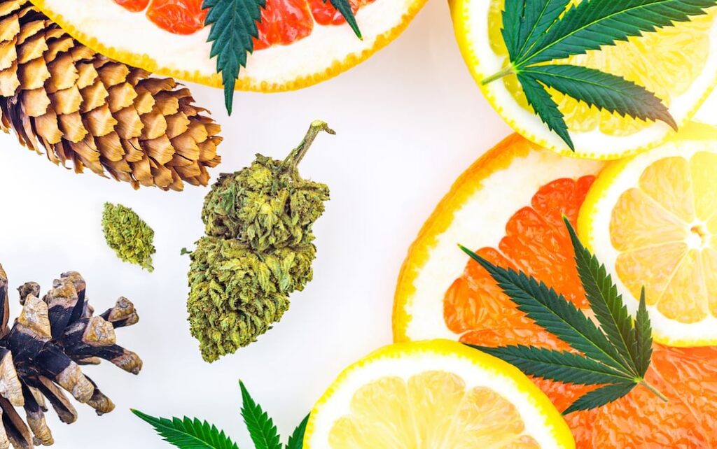 Cannabis, citrus, and conifers that share the same popular aromatic terpenes.
