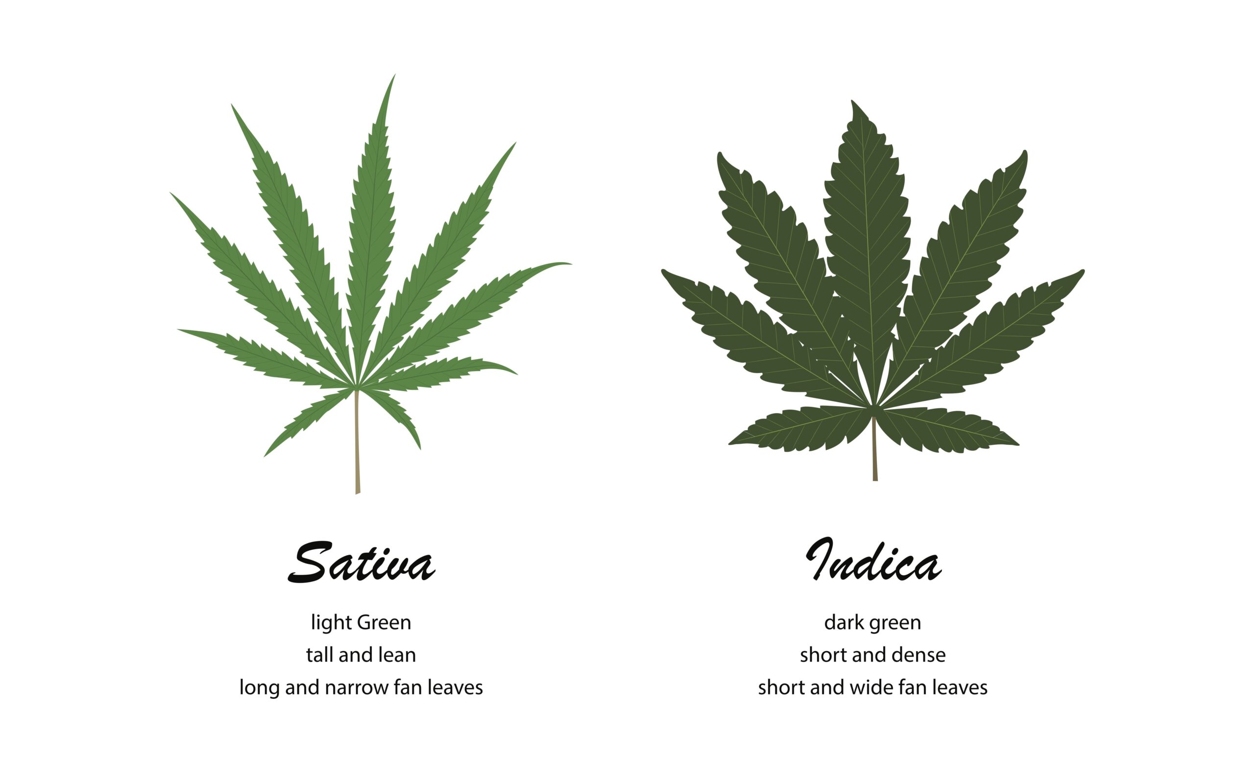 Sativa light green tall and lean leaf next to indica dark green and short leaf