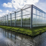 As Sun-Grown Cannabis Prices Plunge, Farmers Brace for the Future sun-grown cannabis Daan-Kloeg mg Magazine