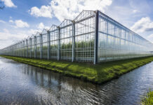 As Sun-Grown Cannabis Prices Plunge, Farmers Brace for the Future sun-grown cannabis Daan-Kloeg mg Magazine