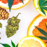 Are You Talking about Terpenes with Your Customers? conifers, cannabis, and citrus terpenes
