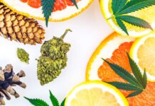 Are You Talking about Terpenes with Your Customers? conifers, cannabis, and citrus terpenes