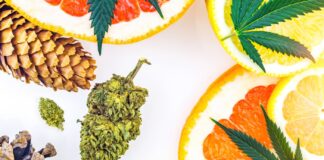 Are You Talking about Terpenes with Your Customers? conifers, cannabis, and citrus terpenes