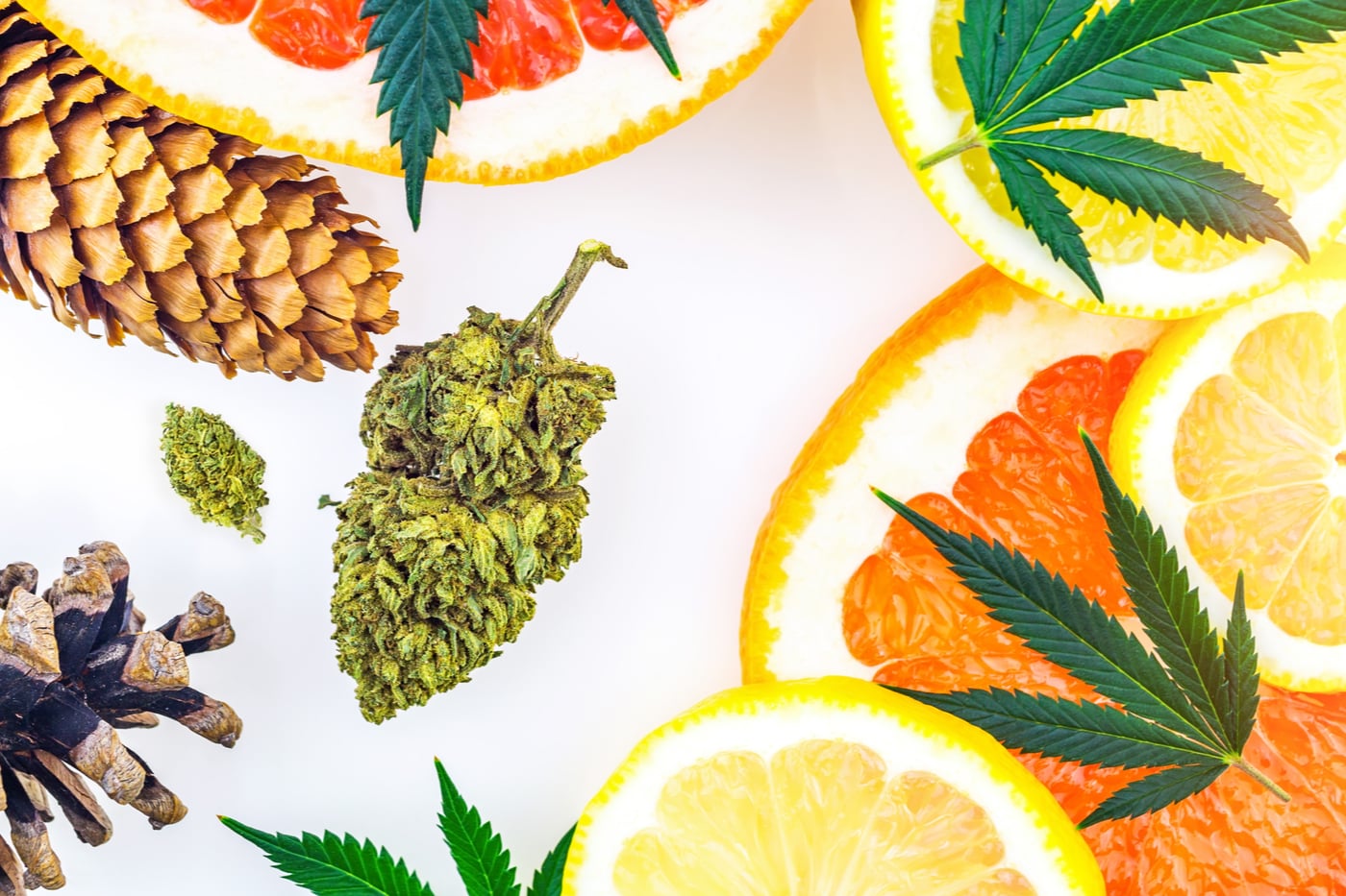 conifers, cannabis, and citrus terpenes that help define the differences between indica and sativa strains