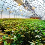 large indoor cannabis farm with young plants growing