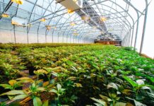large indoor cannabis farm with young plants growing