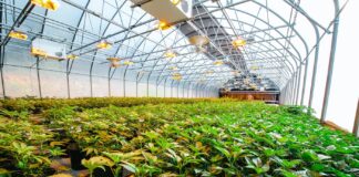 large indoor cannabis farm with young plants growing