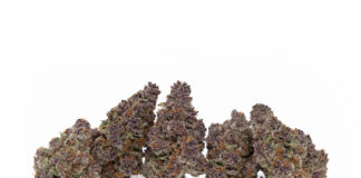 Weed Measurements and Prices Updated for 2024 1 quarter ounce of marijuana or about 5 cannabis buds