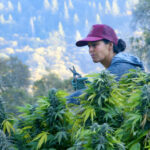 ‘Lady Buds’ Documentary Screening Helps CA Lawmakers Learn Impact of Cannabis Legalization a woman with black hair and a pink baseball hat trimming a vibrant green cannabis plant on an outdoor farm there is a hilly forest in the background