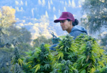 ‘Lady Buds’ Documentary Screening Helps CA Lawmakers Learn Impact of Cannabis Legalization a woman with black hair and a pink baseball hat trimming a vibrant green cannabis plant on an outdoor farm there is a hilly forest in the background