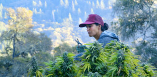 ‘Lady Buds’ Documentary Screening Helps CA Lawmakers Learn Impact of Cannabis Legalization a woman with black hair and a pink baseball hat trimming a vibrant green cannabis plant on an outdoor farm there is a hilly forest in the background