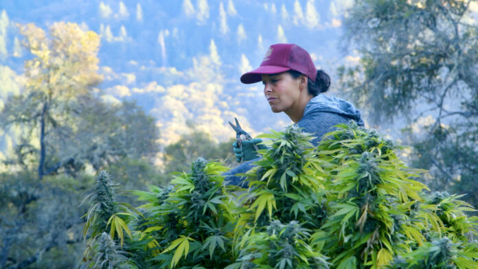 a woman with black hair and a pink baseball hat trimming a vibrant green cannabis plant on an outdoor farm there is a hilly forest in the background