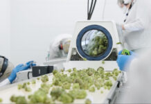 6 Cannabis Trimming Machines to Boost Revenue in 2025 Mobious cannabis trimming machine