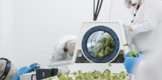 Canadian Cultivator Takes New Approach to Employee Retention with Equipment from Mobius Mobious cannabis trimming machine