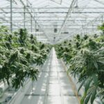 Pure Sunfarms First Licensed Producer to Adopt Hang Dry at Scale Pure-Sunfarms-indoor