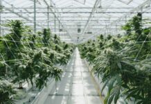 Pure Sunfarms First Licensed Producer to Adopt Hang Dry at Scale Pure-Sunfarms-indoor