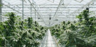 Pure Sunfarms First Licensed Producer to Adopt Hang Dry at Scale Pure-Sunfarms-indoor