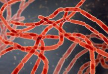 Could Your Disposable Gloves Be Making You Sick? bacteria-bacillus-anthracis-Kateryna-Kon 1929294578